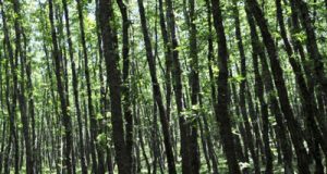 Foresta minambiente